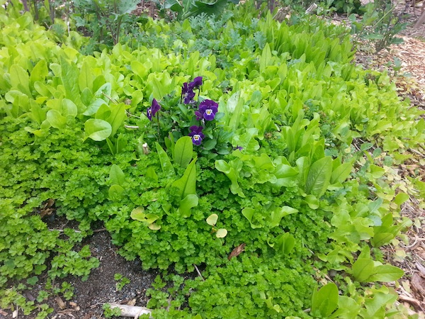 Food forest gardens - spring greens bed at Munson Manor 2