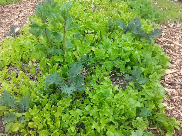 Spring salad bed May 17, 2017 - Munson Manor (2/3)