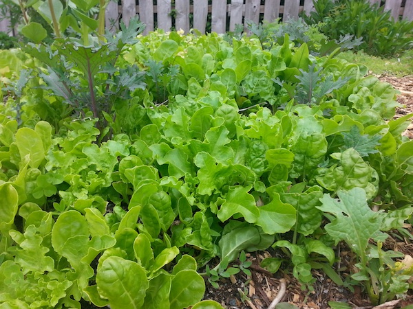 Spring salad bed May 17, 2017 - Munson Manor (3/3)