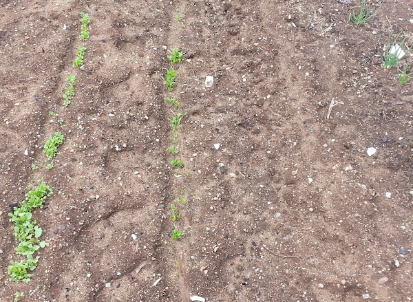 Food forest gardens - spring greens - empty bed