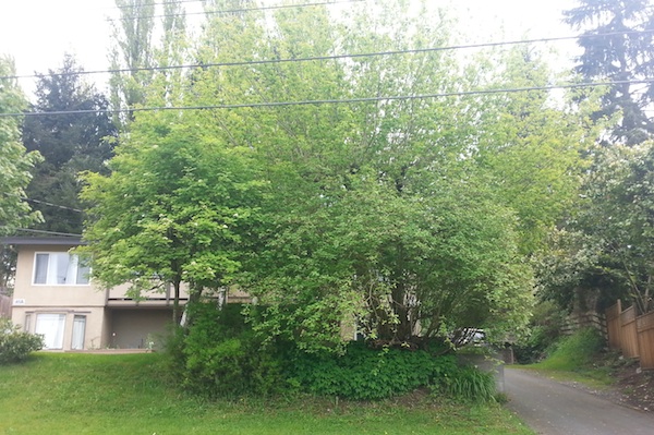 A front yard plant guild - Food forest inspiration!