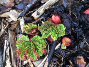 Rhubarb in the food forest garden