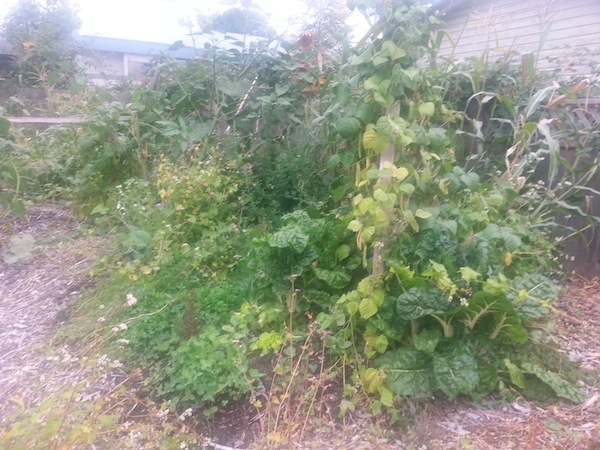 Corn, chard, pole beans, cucumber, purslane, lambsquarters, buckwheat, and more are tightly packed into an 8-foot bed. Summer 2016 @ Munson Manor