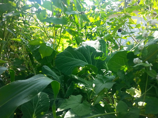 The view from below - Collard greens enjoy a cooler microclimate under the canopy in August heat.