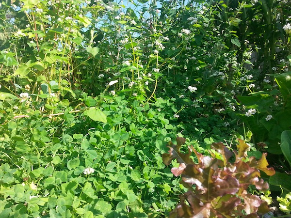 Just another piece of the beautiful chaos at the Food Forest Garden at Munson Manor!