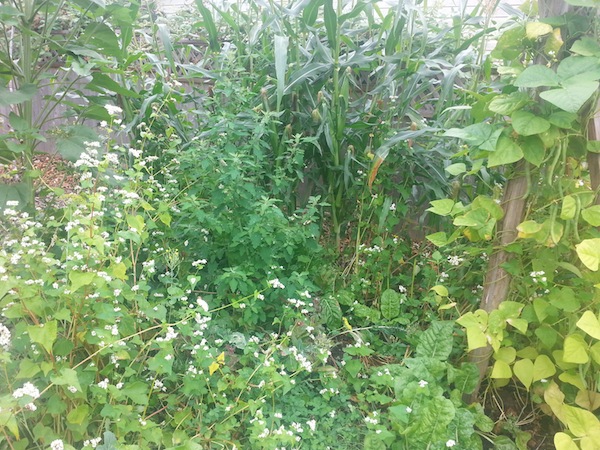 Multiple levels of intrigue and nourishment at the Food Forest Garden at Munson Manor.