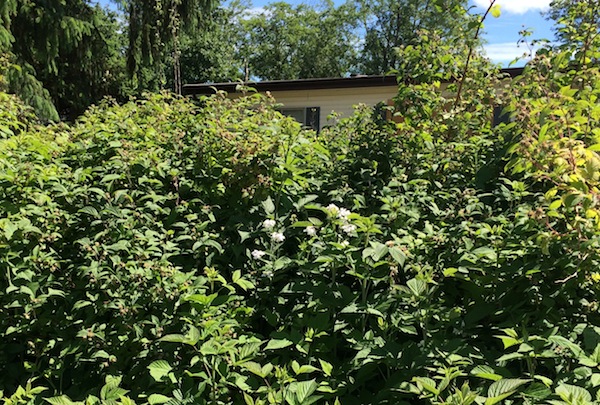 The sea of raspberries covering the boulevard at the front of the house can be a little intimidating for the uninitiated.